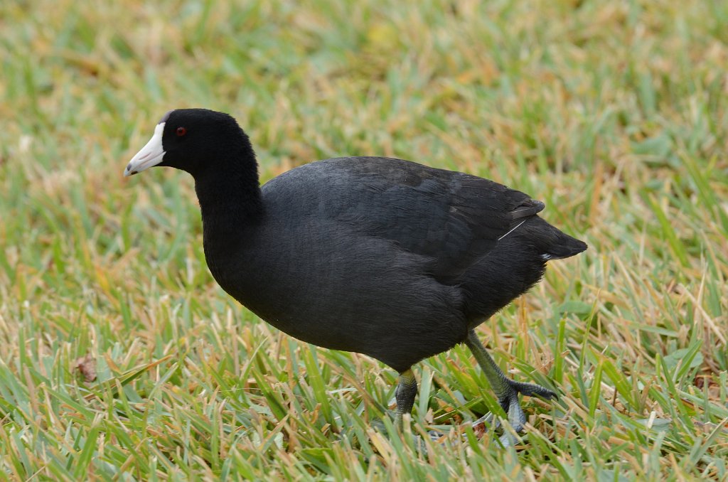 Coot, American, 2013-01083876 South Padre Island, TX.JPG - American Coot. South Padre Island, TX, 1-8-2013